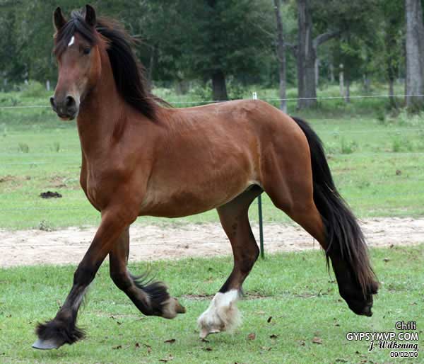 Chili | Gypsy Sport Horse- Friesian Cross Colt for Sale