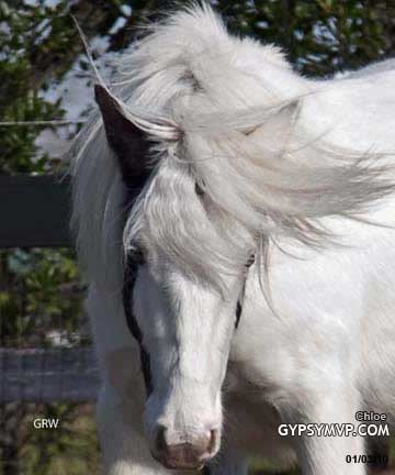 Gypsy Vanner Horse for Sale | Filly | Piebald | Chloe