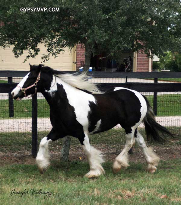 Gypsy Vanner Horses for Sale | Mare | Piebald | Clare