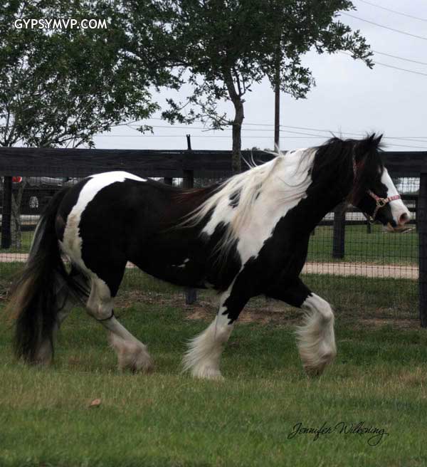 Gypsy Vanner Horses for Sale | Mare | Piebald | Clare