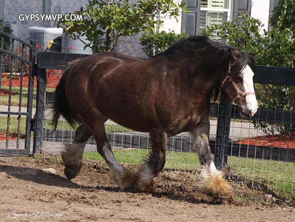 Gypsy Vanner Horses for Sale | Mare | Coco
