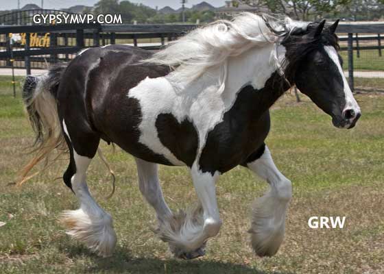 Gypsy Vanner Horses for Sale | Mare | Piebald | Connie