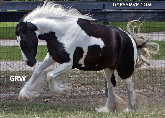 Gypsy Vanner Horses for Sale | Mare | Piebald | Connie