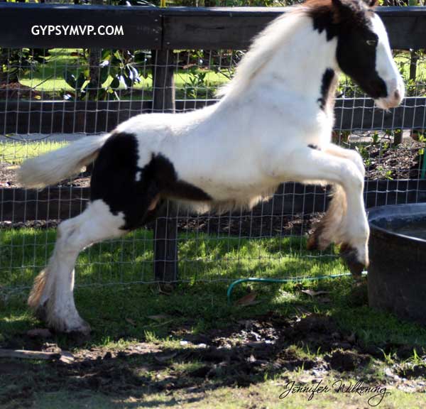 Gypsy Vanner Horses for Sale | Colt | Piebald | Crockett Kid