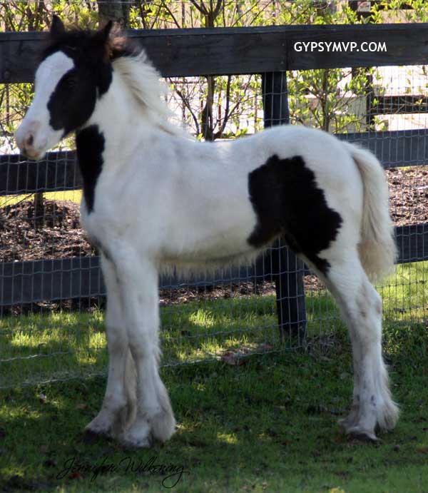 Gypsy Vanner Horses for Sale | Colt | Piebald | Crockett Kid