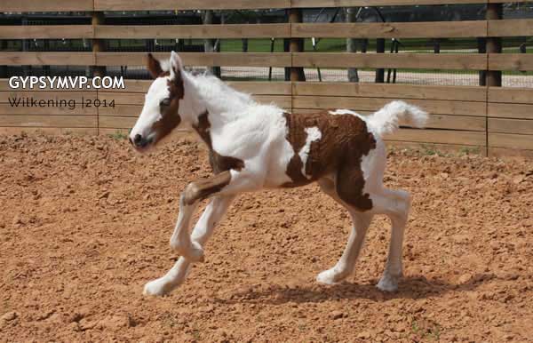 Gypsy Vanner Horses for Sale | Filly | Tri-Color | MVP Curly Que