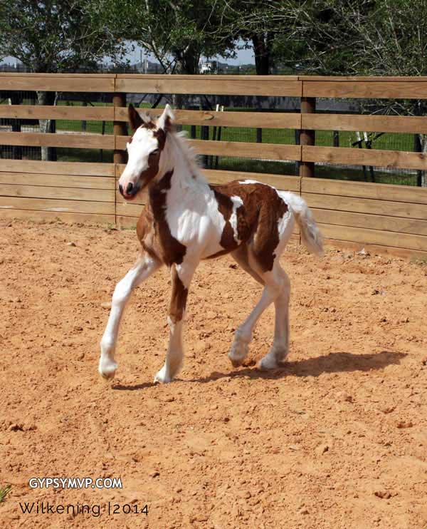 Gypsy Vanner Horses for Sale | Filly | Tri-Color | MVP Curly Que