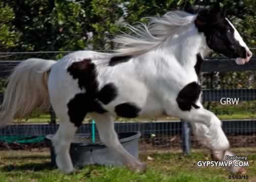 Gypsy Vanner Horse for Sale | Filly | Piebald | Daphney