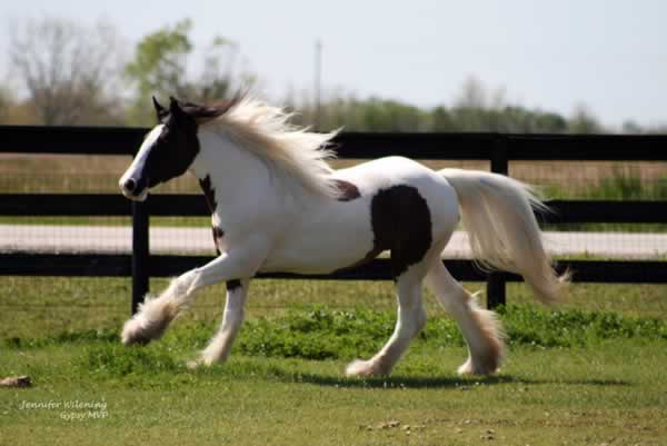 Gypsy Vanner Horses for Sale