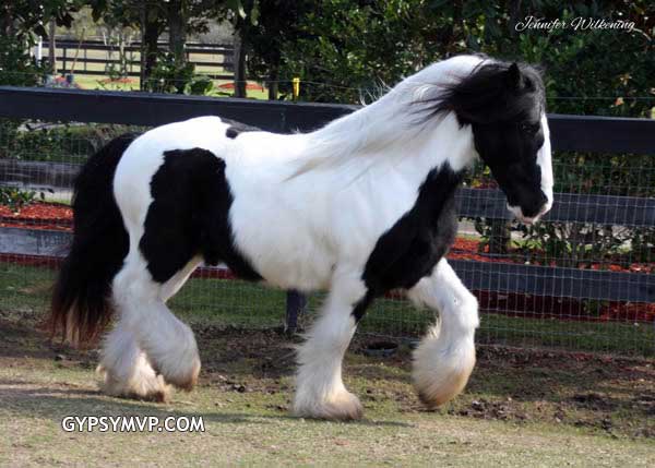 Gypsy Vanner Horses for Sale | Colt | Piebald | Dasher