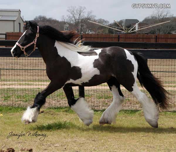 Gypsy Vanner Horses for Sale | Filly | Piebald | Dawn