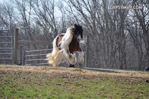 Gypsy Vanner Horses for Sale | Stallion | Piebald | Dazzling Bobby