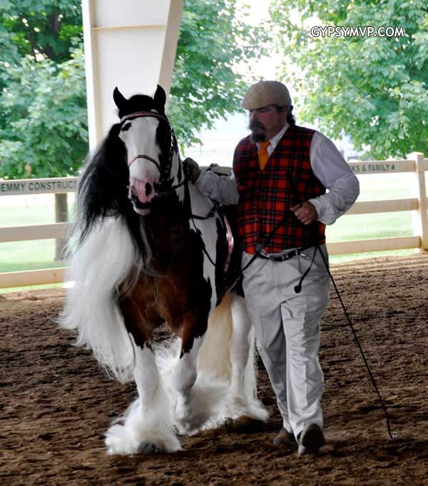 Gypsy Vanner Horses for Sale | Stallion | Piebald | Dazzling Bobby