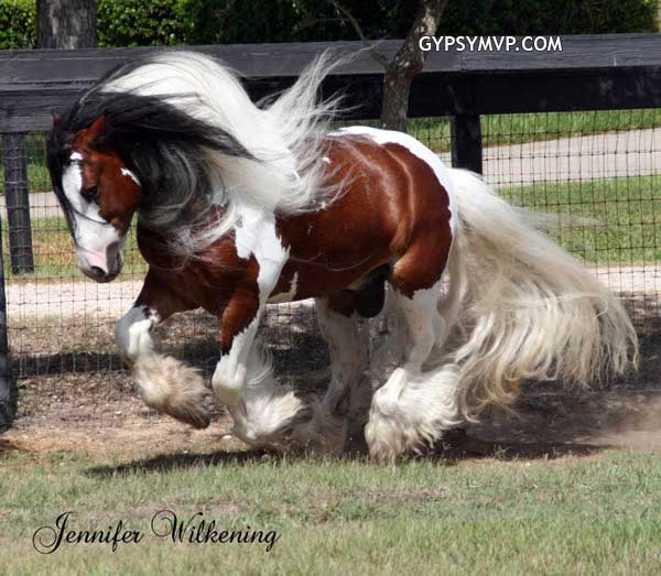 Gypsy Vanner Horses for Sale | Stallion | Bay and White | Dazzling Bobby