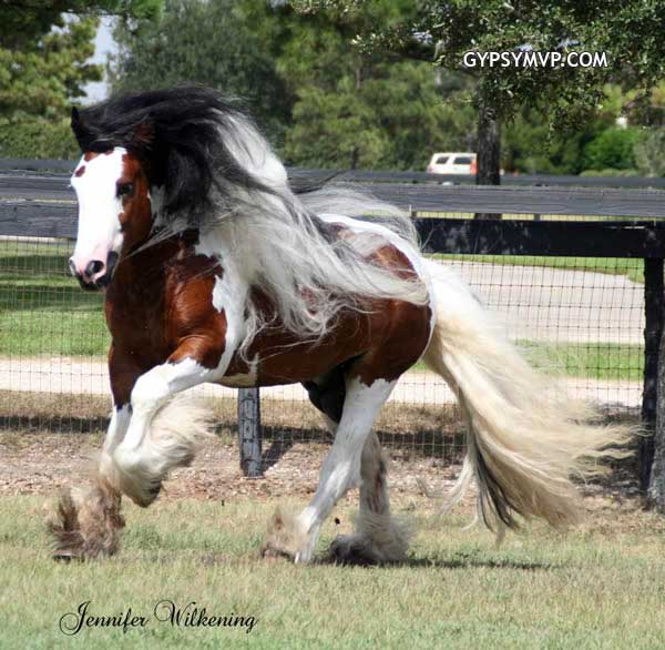 Gypsy Vanner Horses for Sale | Stallion | Bay and White | Dazzling Bobby