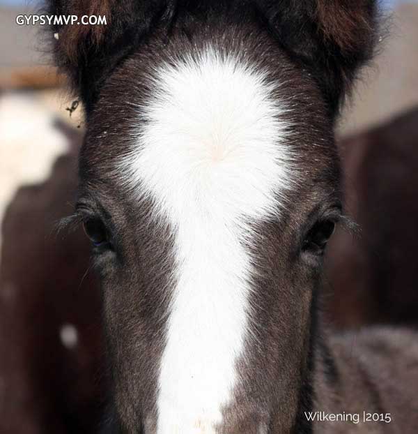 Gypsy Vanner Horses for Sale | Colt | Black | Don Juan