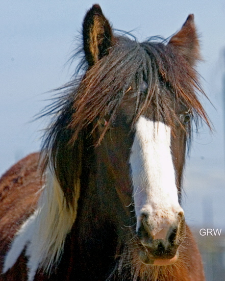 Donna | Gypsy Vanner Filly for Sale | Piebald