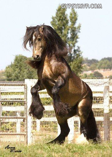 Gypsy Vanner Horses for Sale | Stallion | Sooty Buckskin | Duke