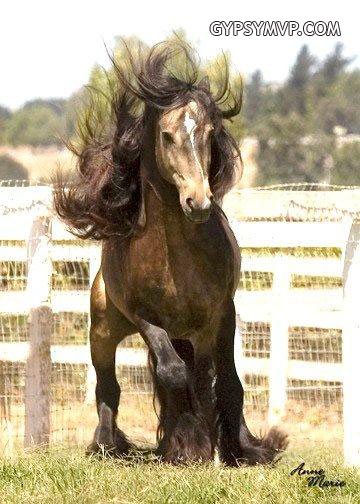 Gypsy Vanner Horses for Sale | Stallion | Sooty Buckskin | Duke