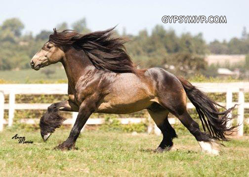 Gypsy Vanner Horses for Sale | Stallion | Sooty Buckskin | Duke