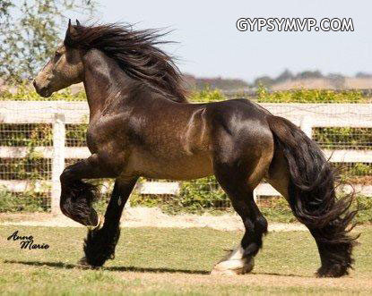 Gypsy Vanner Horses for Sale | Stallion | Sooty Buckskin | Duke