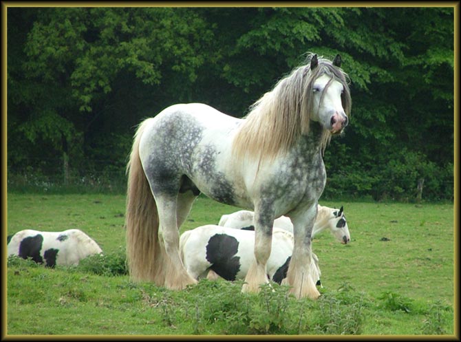 Her Sire, Gypsy Vanner Stallion, Dunbrody