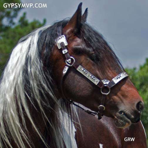Gypsy Vanner Horses for Sale | Stallion | Skewbald | Elvis