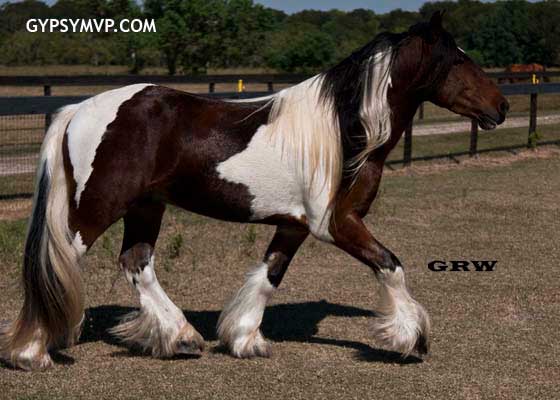Gypsy Vanner Horses for Sale | Stallion | Skewbald | Elvis