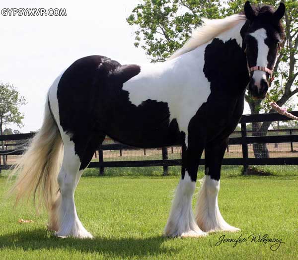 Gypsy Vanner Horses for Sale | Filly | Piebald | Emma