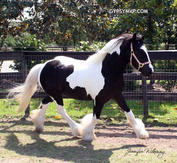 Gypsy Vanner Horses for Sale | Filly | Piebald | SSFR Emma