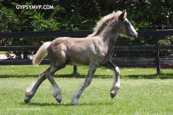 Gypsy Vanner Horses for Sale | Colt | Silver Dapple | Espresso