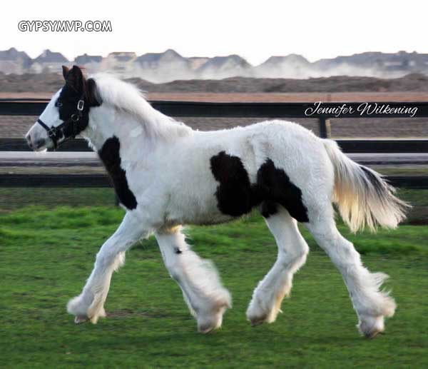 Gypsy Vanner Horses for Sale | Filly | Piebald | Eva
