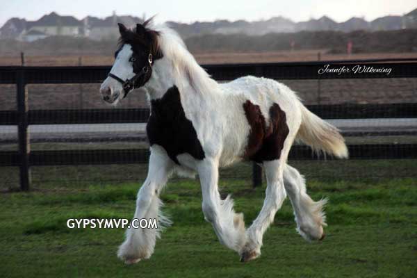 Gypsy Vanner Horses for Sale | Filly | Piebald | Eva