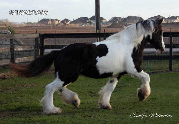 Gypsy Vanner Horses for Sale | Mare | Piebald | Farely