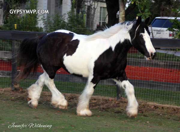 Gypsy Vanner Horses for Sale | Mare | Piebald | Farely