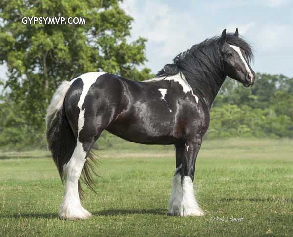 Gypsy Vanner Horses for Sale | Filly | Piebald | Firefly