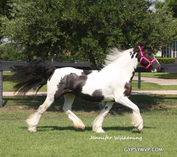 Gypsy Vanner Horses for Sale | Mare | Piebald | Flashy
