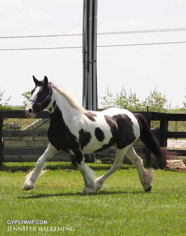Gypsy Vanner Horses for Sale | Mare | Piebald | Flashy