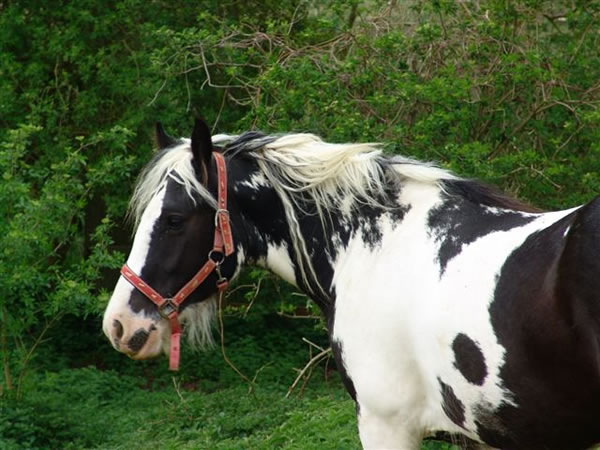 Flossy | Gypsy Vanner Mare for Sale | Piebald