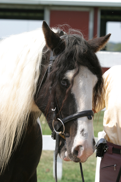 Flota is one great gypsy horse gelding.