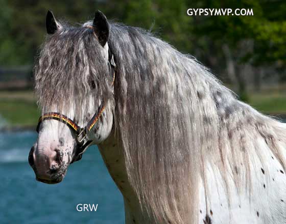 Gypsy Vanner Horses for Sale | Stallion | Spotted | Ghost Rider