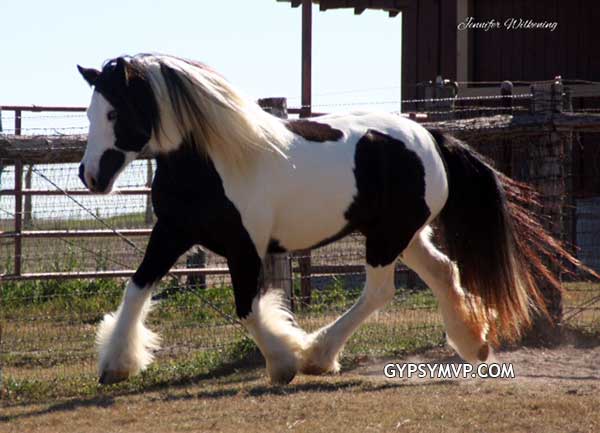 Gypsy Vanner Horses for Sale | Mare | Piebald | Glamour Girl