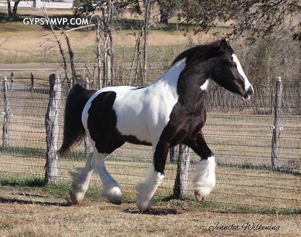 Gypsy Vanner Horses for Sale | Mare | Piebald | Glamour Girl