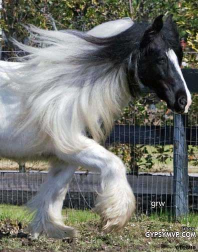 Gypsy Vanner Horse for Sale | Mare | Piebald | Glory