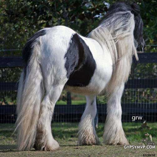 Gypsy Vanner Horse for Sale | Mare | Piebald | Glory