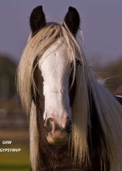 Gypsy Vanner Horses for Sale | Filly | Piebald | Haley