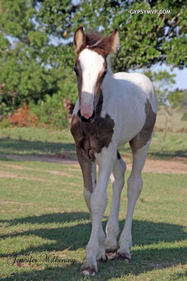 Gypsy Vanner Horses for Sale | Filly | Piebald | Halo