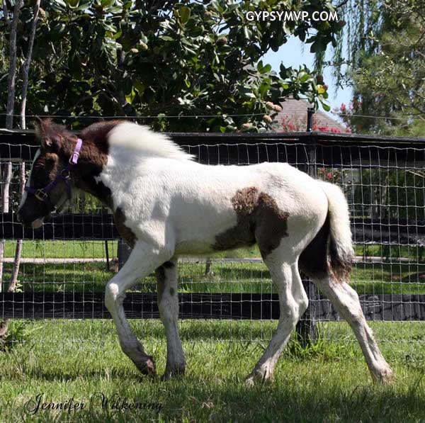 Gypsy Vanner Horses for Sale | Filly | Piebald | Halo
