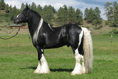 Gypsy Vanner Stallion, The Hustler