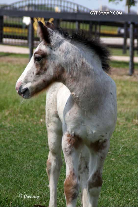 Gypsy Vanner Horses for Sale | Colt | Jackpot